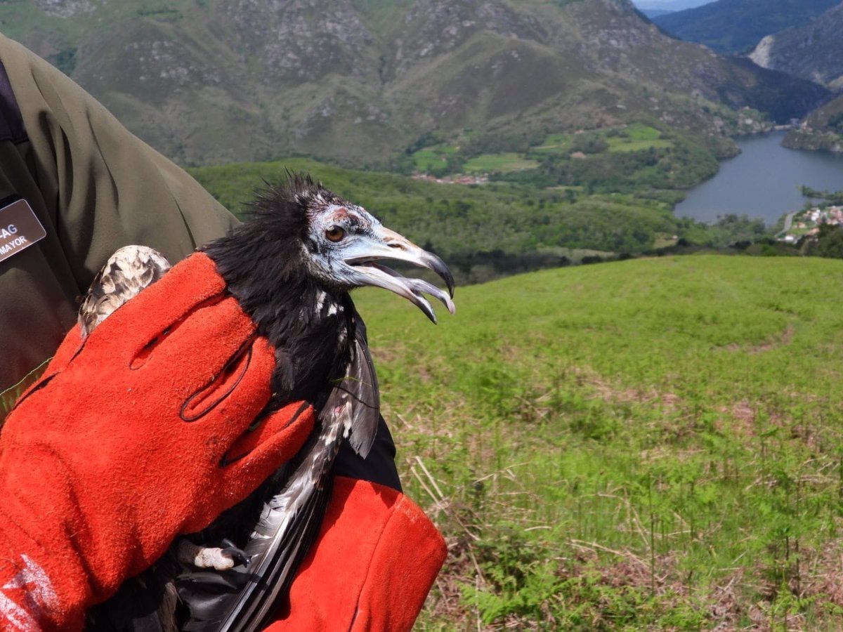Medio-Rural-libera-cuatro-aves-rapaces-rescatadas-en-Asturias.jpg