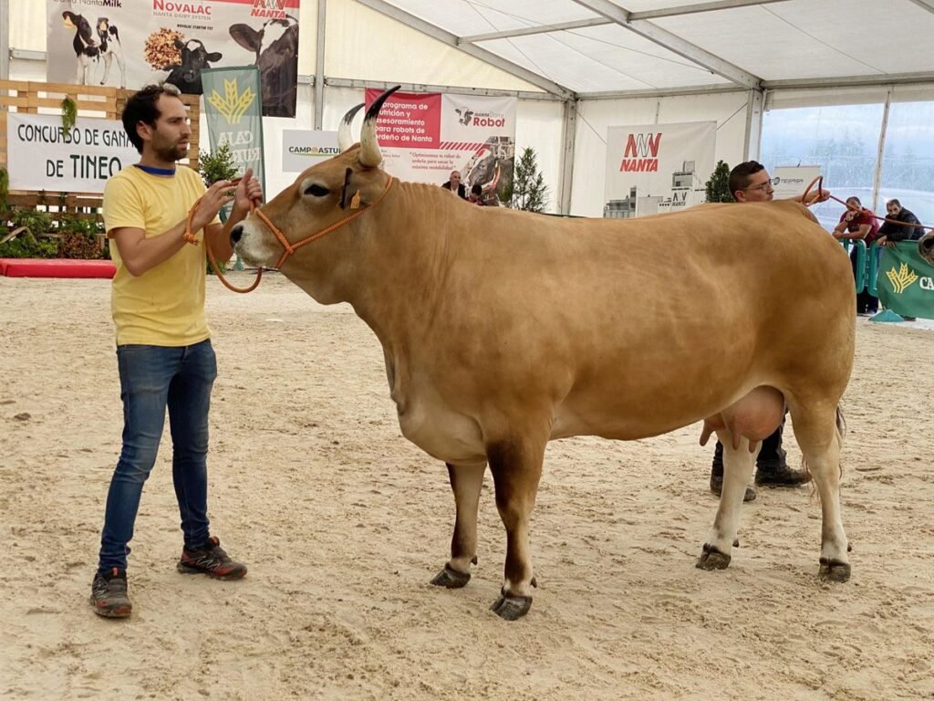Concurso-de-Ganado-en-Tineo-los-dias-6-y-7.jpg