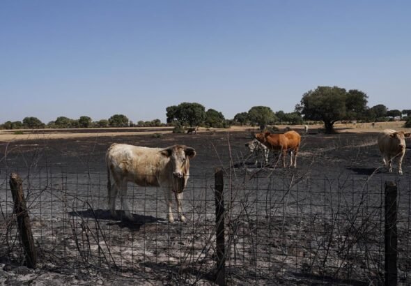 La-URA-solicita-a-los-ganaderos-afectados-por-los-incendios.jpg