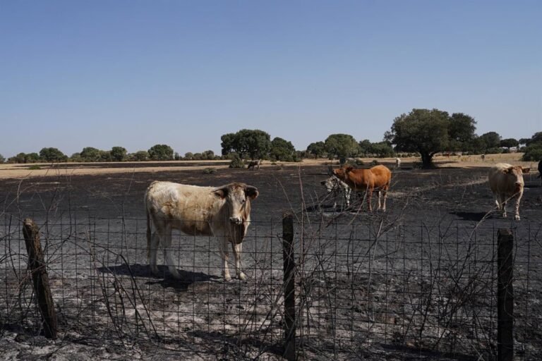 La-URA-solicita-a-los-ganaderos-afectados-por-los-incendios.jpg