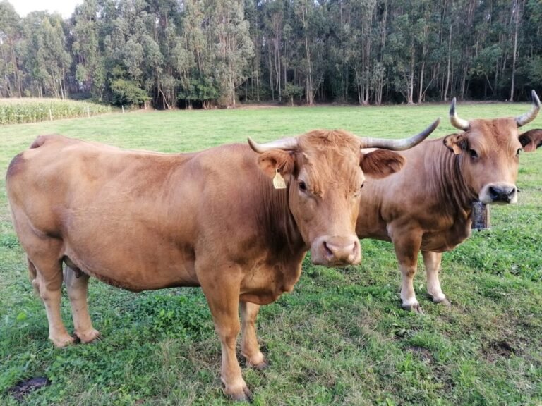 El-PP-exige-medidas-estrictas-para-evitar-entrada-de-animales.jpg
